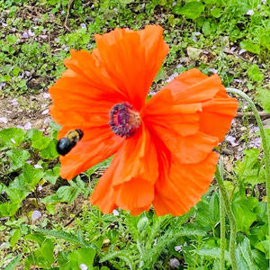 Meet your Posher, Rona